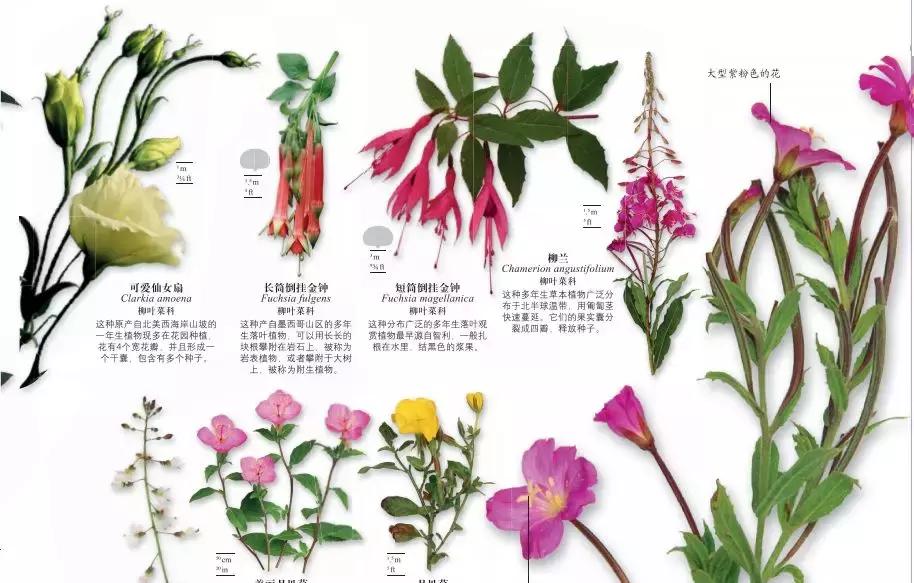 《DK博物大百科》上线啦！6.5折就可买到