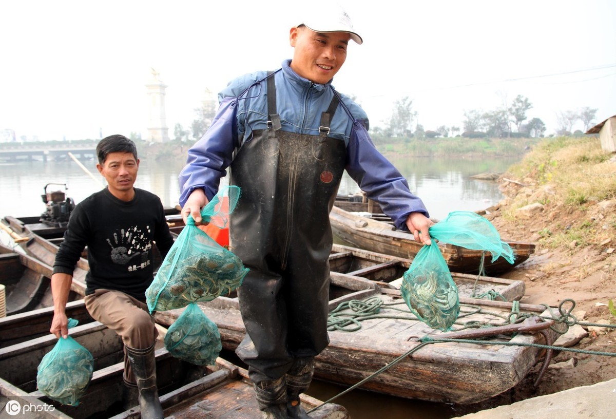 河蟹黑鳃怎么回事,河蟹黑鳃的影响
