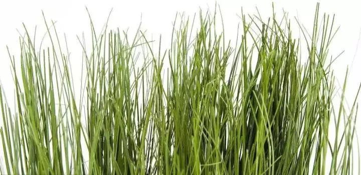 给猫主子梳毛,给猫猫梳毛用什么最好