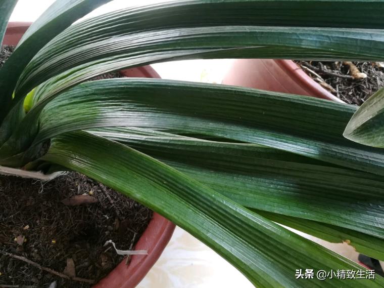 君子兰叶片起梗是什么原因,君子兰叶不绿怎么办