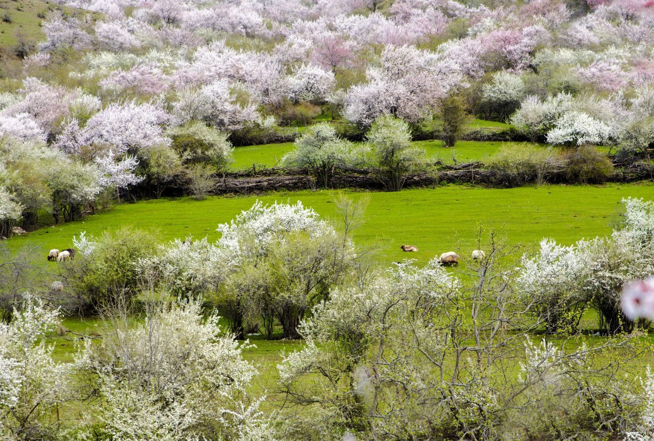 你永远不会体会到*疆新**公路的风情万种，除非你亲自自驾到那里！
