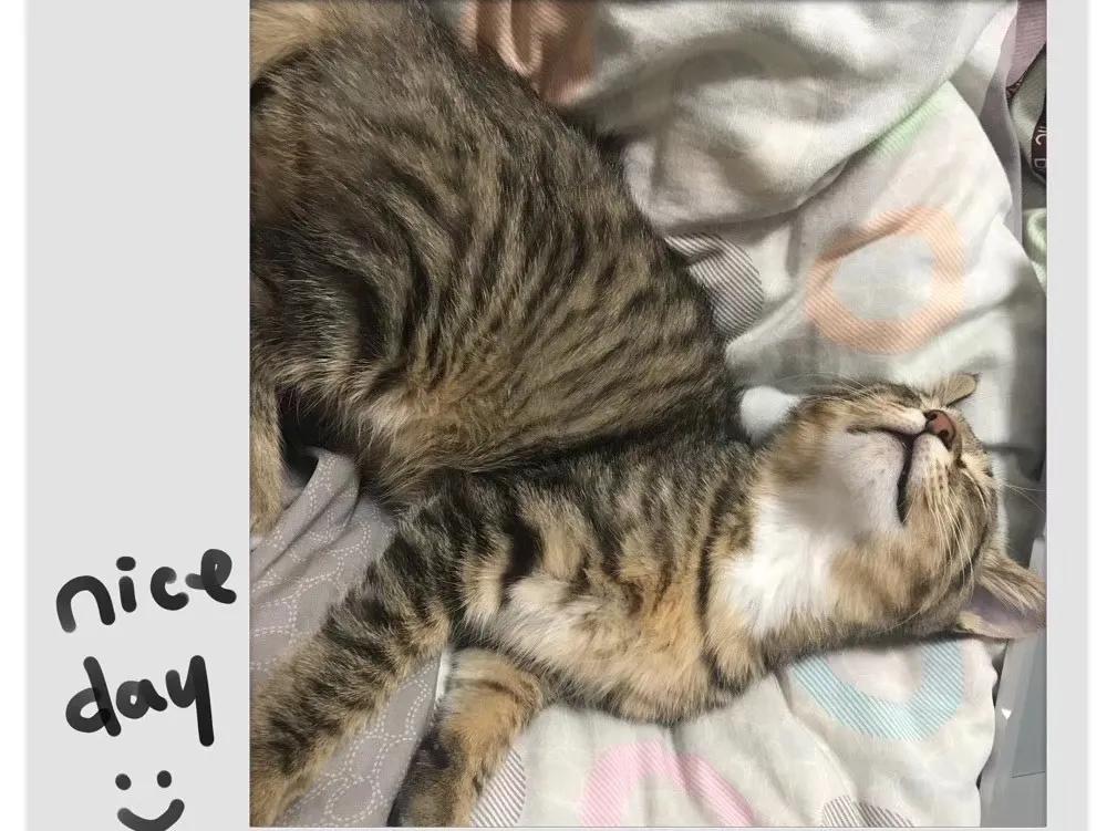 跟着我们猫狗大联盟，你会有喵的！黄阿姨猫咪领养专场