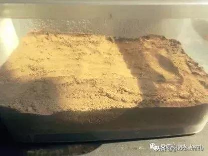 黄缘龟新手指南,怎么挑选黄缘龟