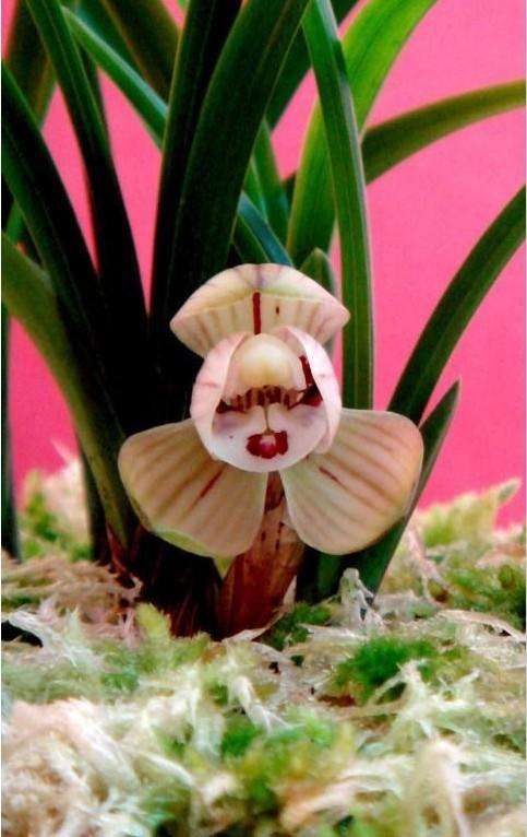 春兰荷瓣艺草名品欣赏,春兰荷瓣名品兰花价格