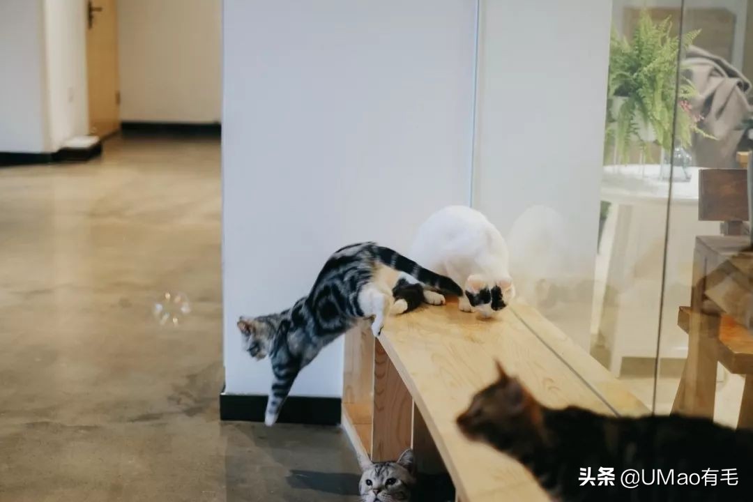 我们败了两款新型“猫*品毒**”孝敬主子，你猜哪种比较受猫欢迎？