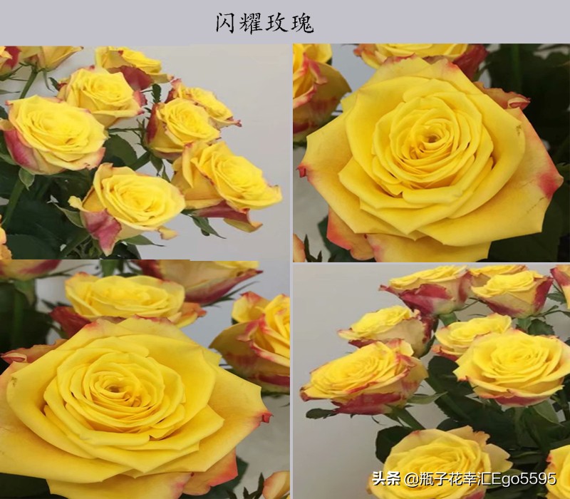 黄玫瑰粉玫瑰的浪漫花语,粉色玫瑰花和粉色郁金香的花语