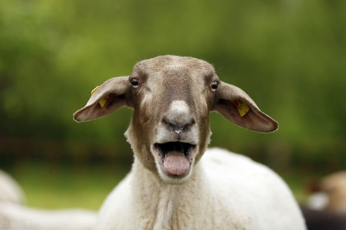 为什么羊突然消瘦了,僵羊瘦羊怎样调理