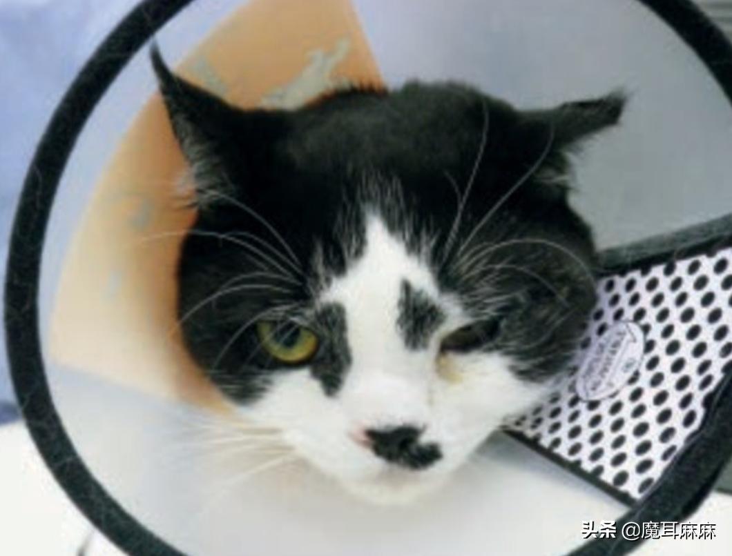 养猫常备哪些药品,家里养猫常备药