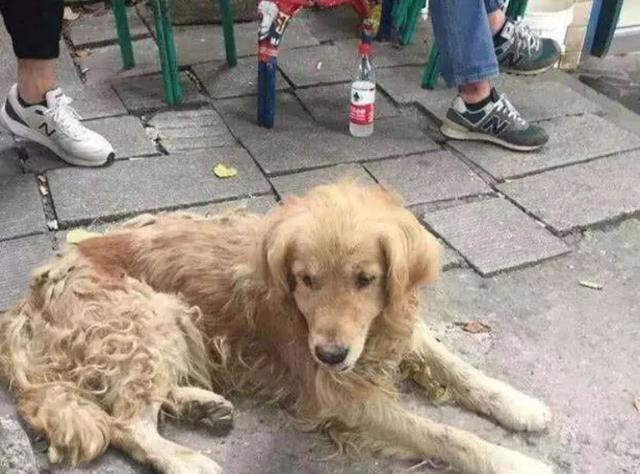 流浪狗1分钟片段,流浪狗认真看完很感动