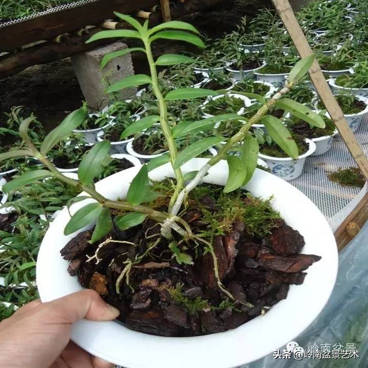 铁皮石斛花的种植,药材铁皮石斛的种植方法
