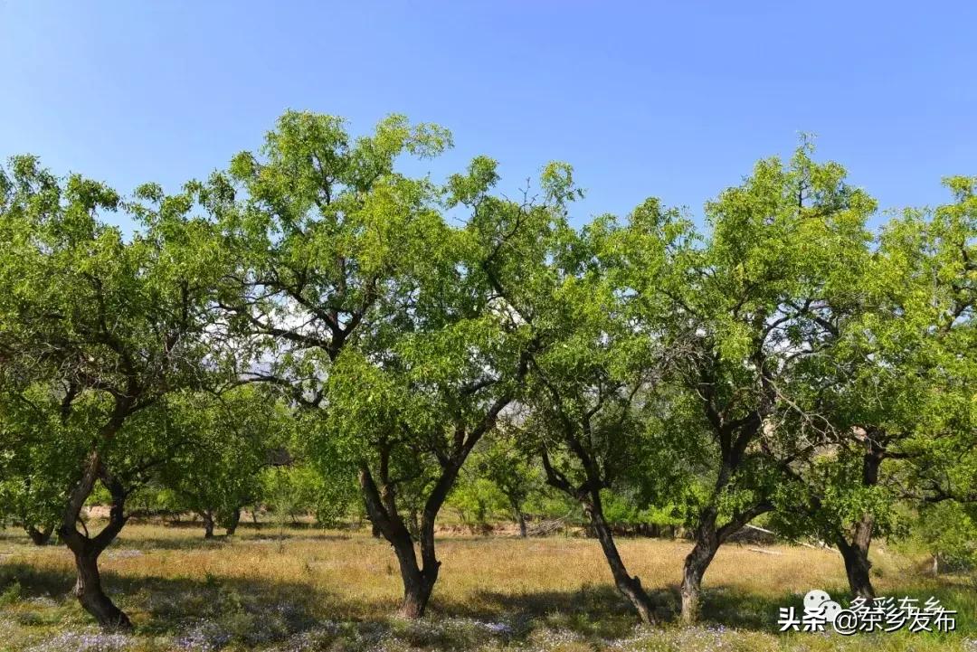 东乡县唐汪镇杏花果脯厂,临夏东乡唐汪镇