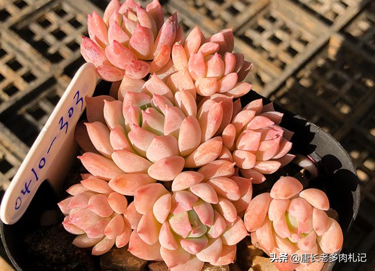 粉蔓多肉状态图,粉蔓多肉全状态