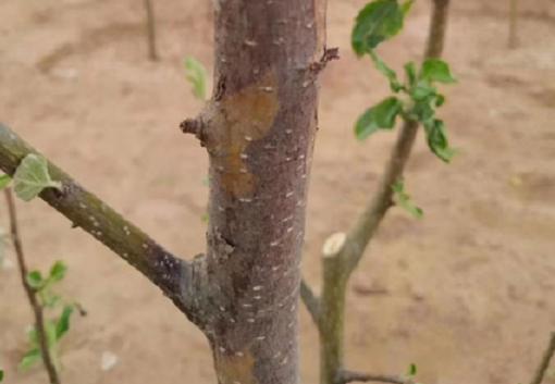 四月份园林植物病虫害防治,五月份园林病虫害防治科普百科