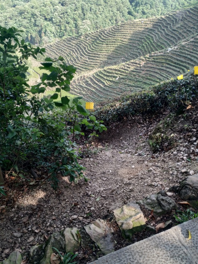 杭州西湖茶山游玩攻略,杭州西湖边游玩