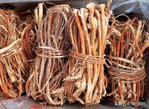 堪称广东的人参,广东人参叫什么