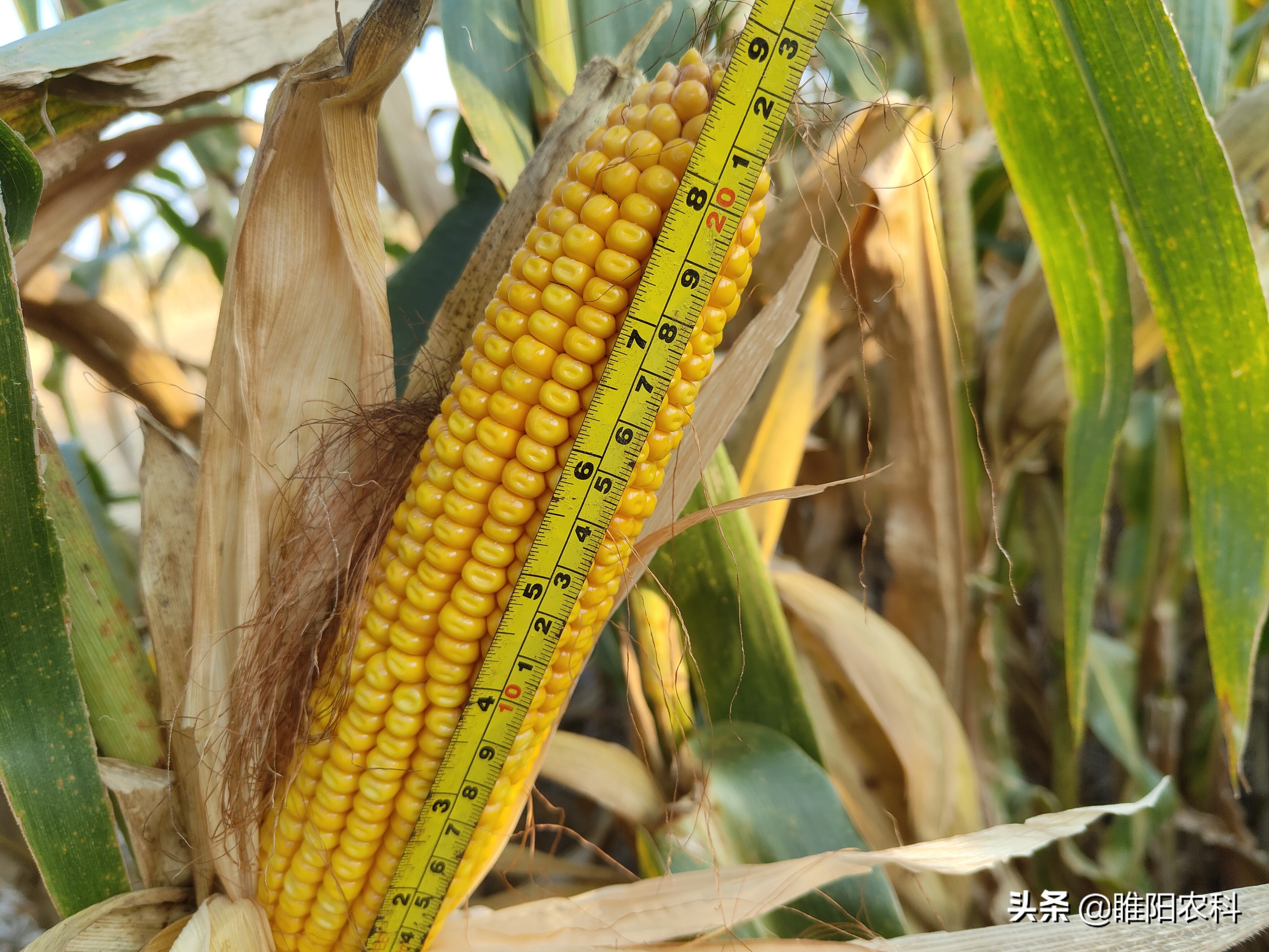 什么玉米品种抗倒而且高产,玉米高产抗病抗倒十大品种