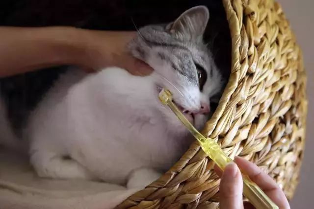 如何改善猫咪的口臭吃什么,铲屎官如何搞定猫咪的坏脾气