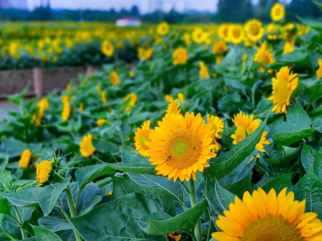 在济南花式避暑，一见“清”心！只需一瞥，便足以把酷夏原谅…
