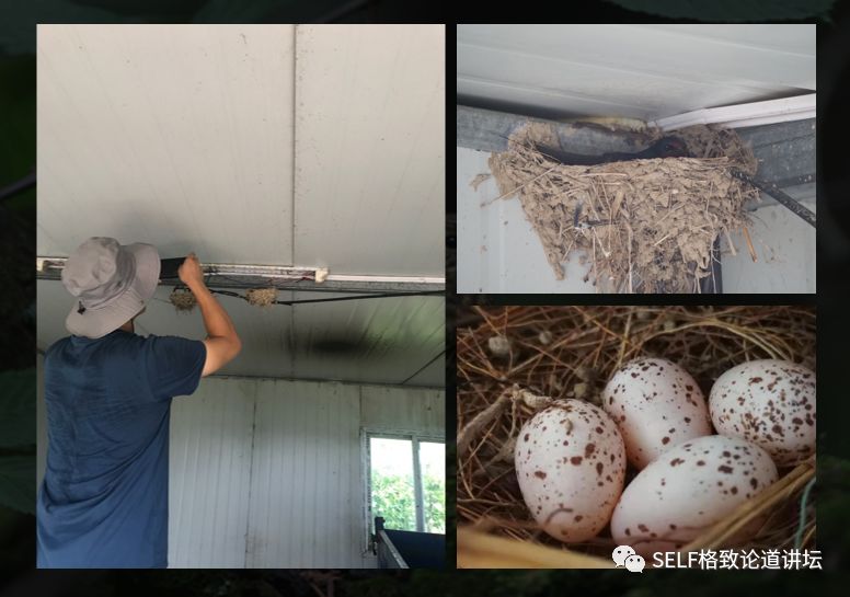 科学家如何观察植物,鸟类的研究方法