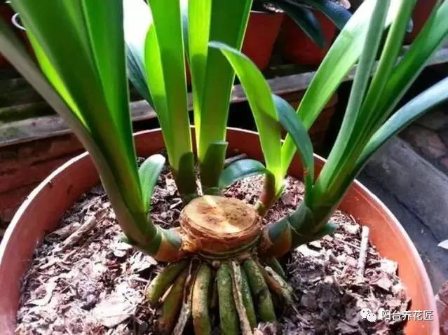 君子兰做群兰什么时候才能长叶子,君子兰烂心后扔掉