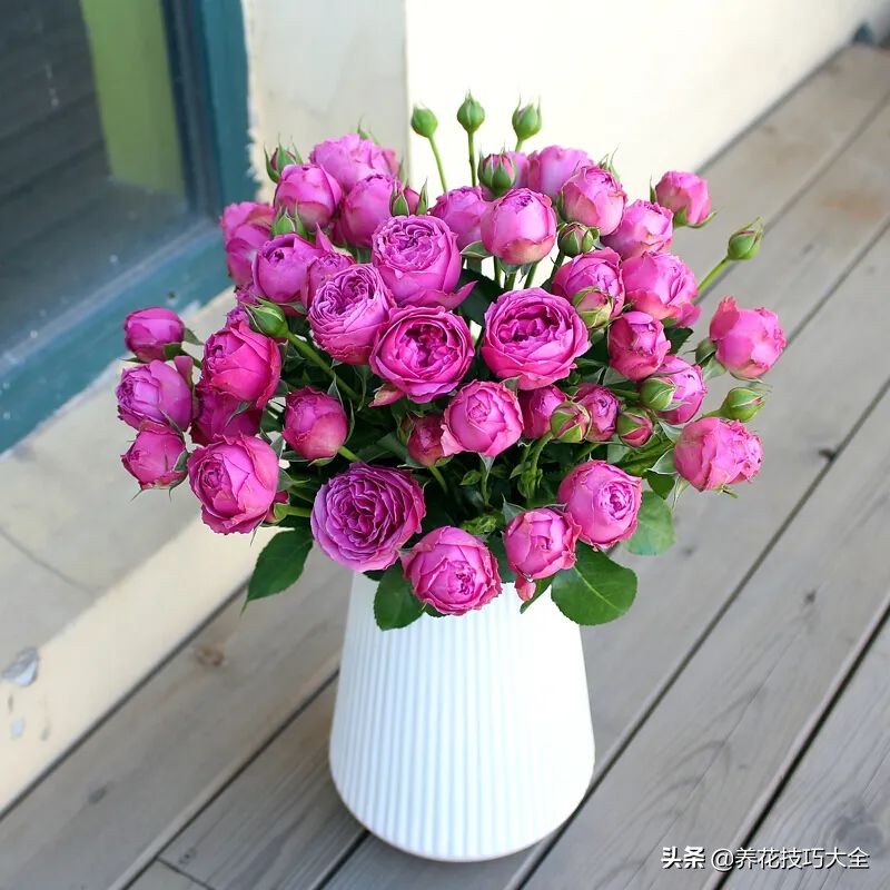 四季开花的月季又香又好养有几种,最漂亮10种盆栽月季