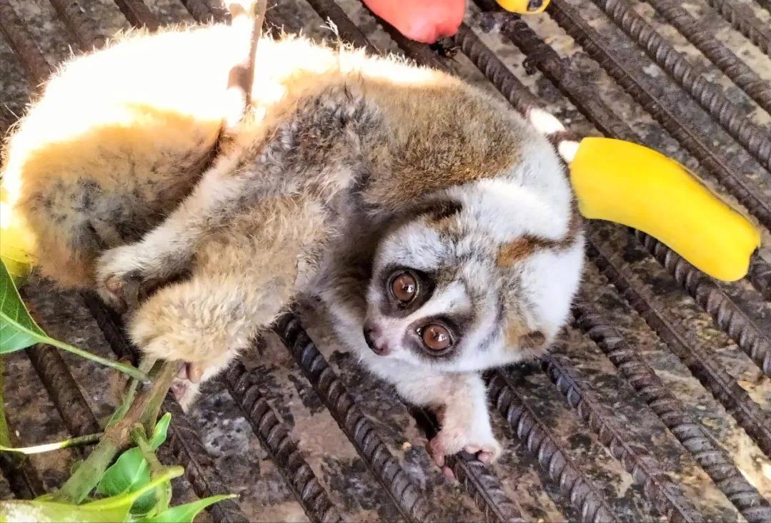 云南德宏一级保护动物蜂猴,云南德宏蜂猴视频