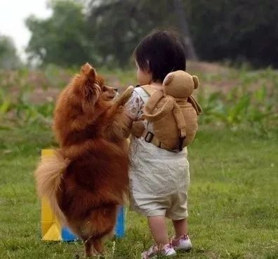 狗子感受到人类胎动,狗趴在主人肚子上听到胎动