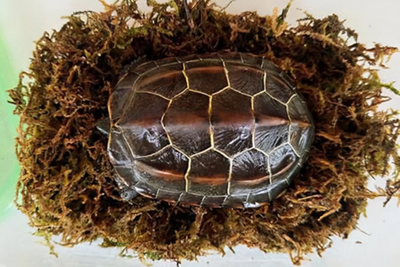 草龟的基因怎么遗传,草龟食欲变差的有哪几种症状