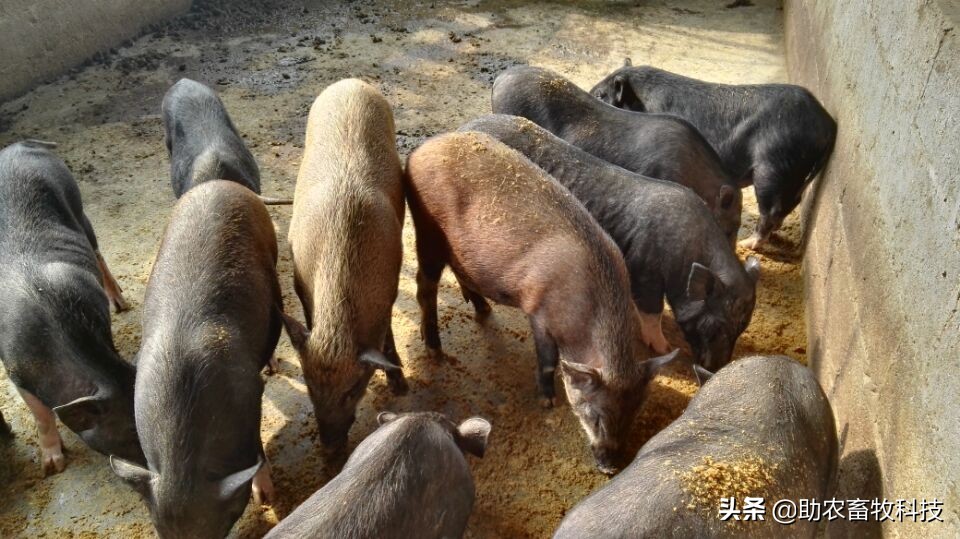 豆渣发酵饲料促生长易吸收,豆渣怎样发酵变成饲料养鸡