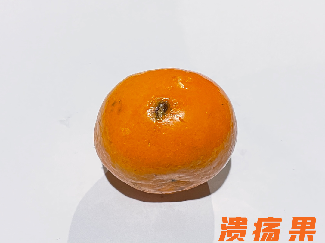 橙子干水了,橙子里面干水是什么原因