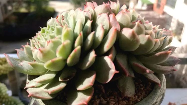 冬日暖阳邂逅最美的多肉,冬日暖阳和多肉暖了我的心