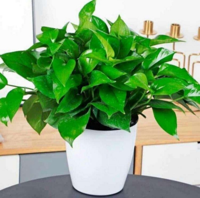 适合青年人养的绿植,适合懒人养的绿植非常容易活