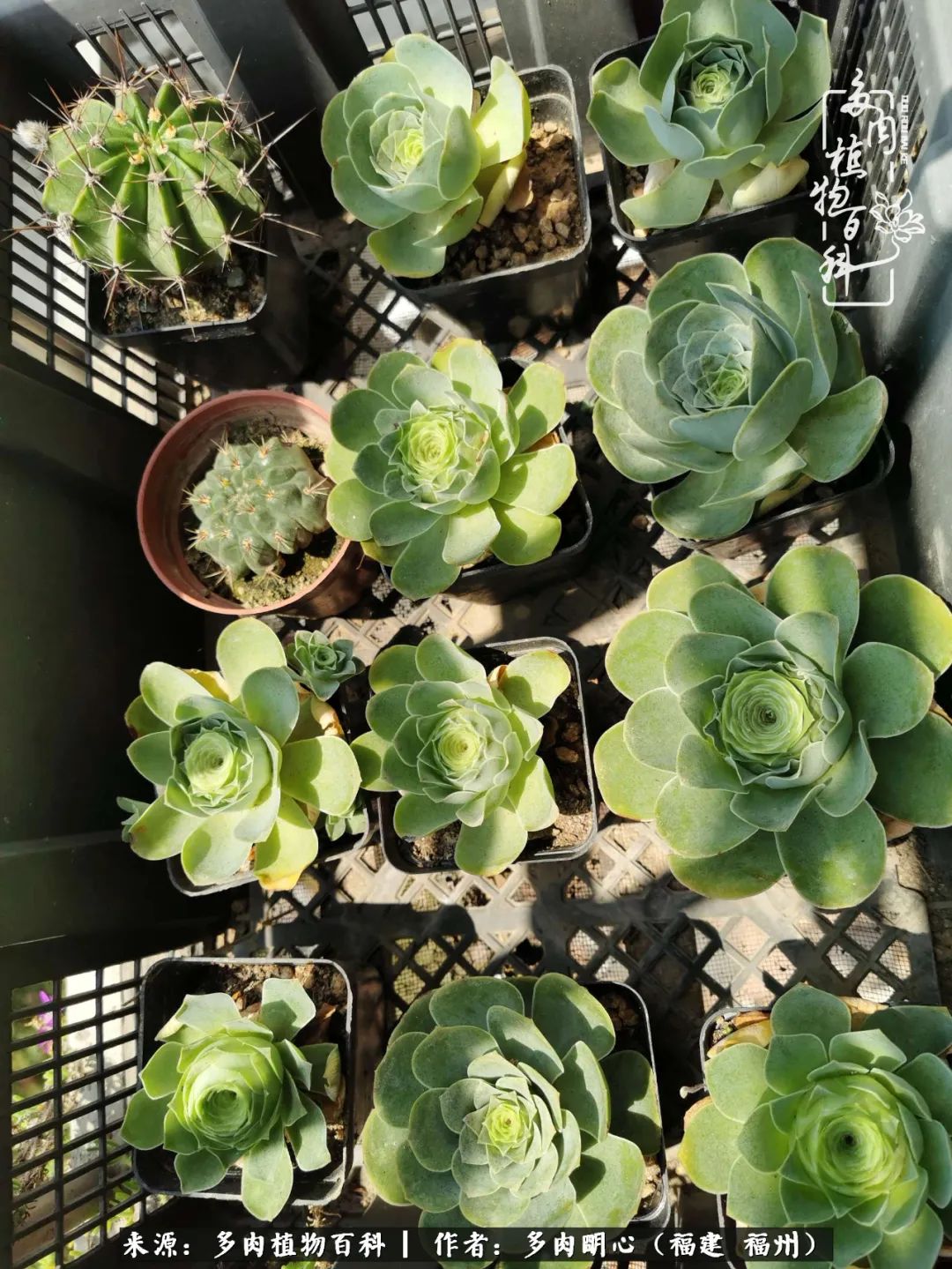 唯美雅致意境飘逸的多肉,蝶舞悠然多肉视频