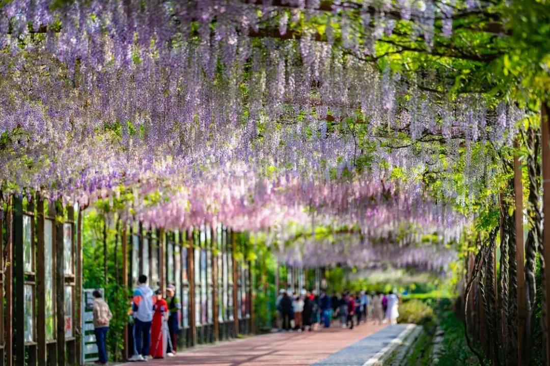 十里紫藤长廊，成都芳华微马公园紫藤绽放