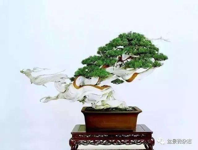 日本黄金光叶榉盆景 (日本风神盆景图片)