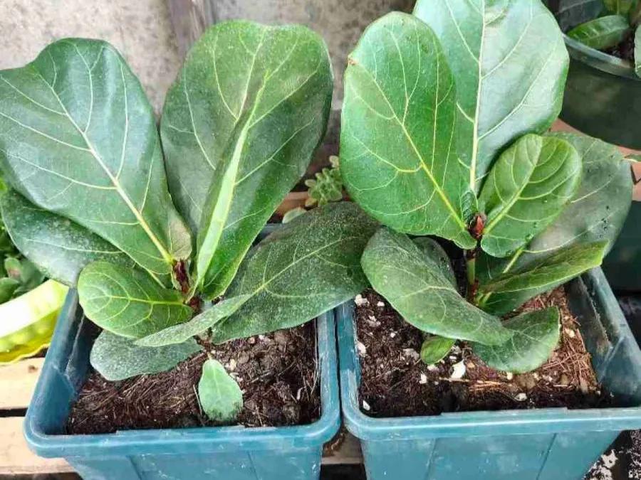 花买回来叶子蔫了怎么办,花掉花苞有什么好方法吗