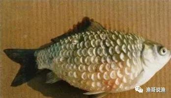 水产养殖竖鳞病治疗,水产养殖案例