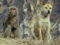 戮仙张小凡大结局视频,戮仙最后碧瑶诅咒张小凡是真的吗