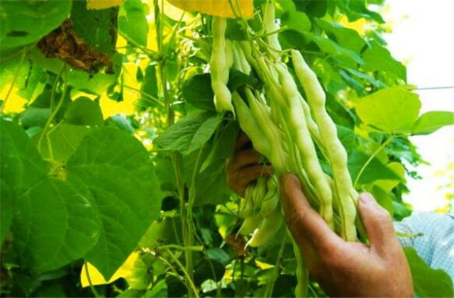 成武县芸豆,成武县白浮镇芸豆几月份成熟