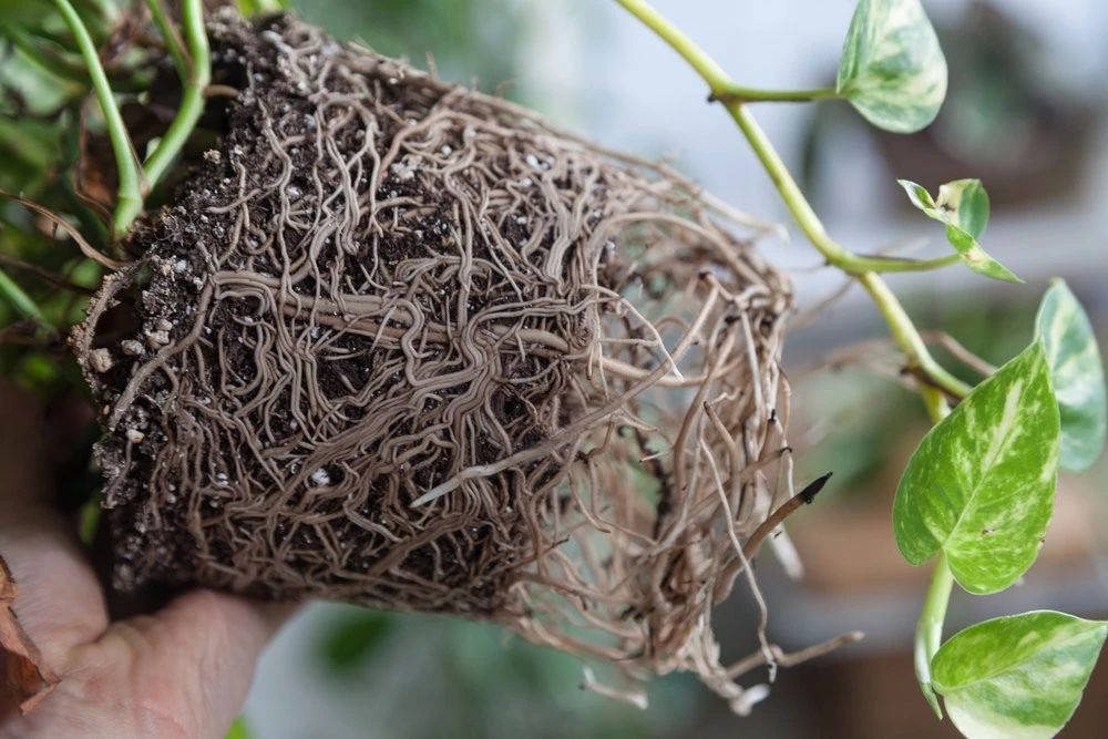 绿萝叶子发黄用维生素b12可以吗,绿萝浇啤酒后叶子突然发黄怎么办