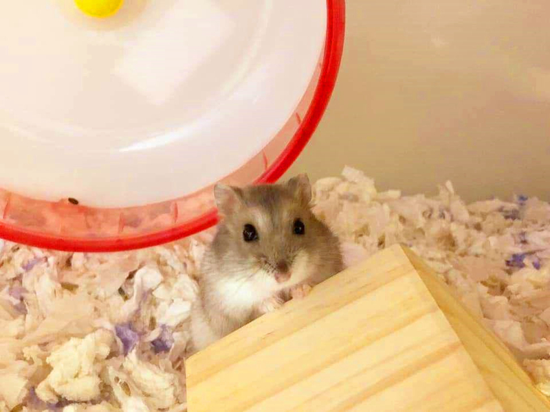 仓鼠外带笼放什么容器比较好,仓鼠笼子如何摆放东西呢
