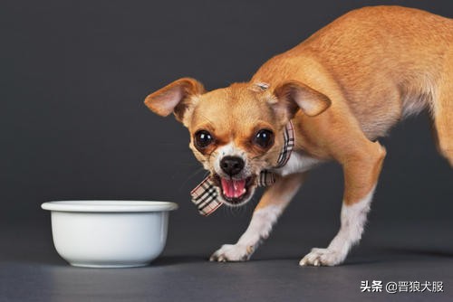 家养宠物犬有哪些,家养又具备护卫的犬