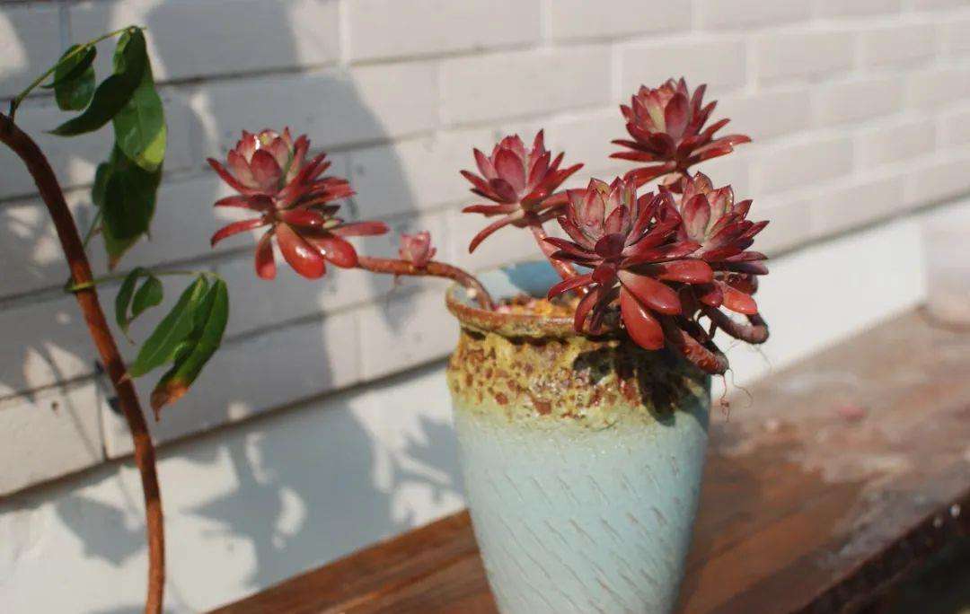 多肉长了小白虫喷白醋,多肉长了小白虫可以用花露水吗