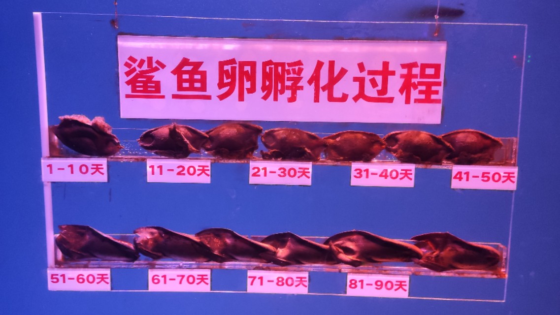 福州欧乐堡海洋世界家庭套票团购,福州欧乐堡海洋世界门票价格