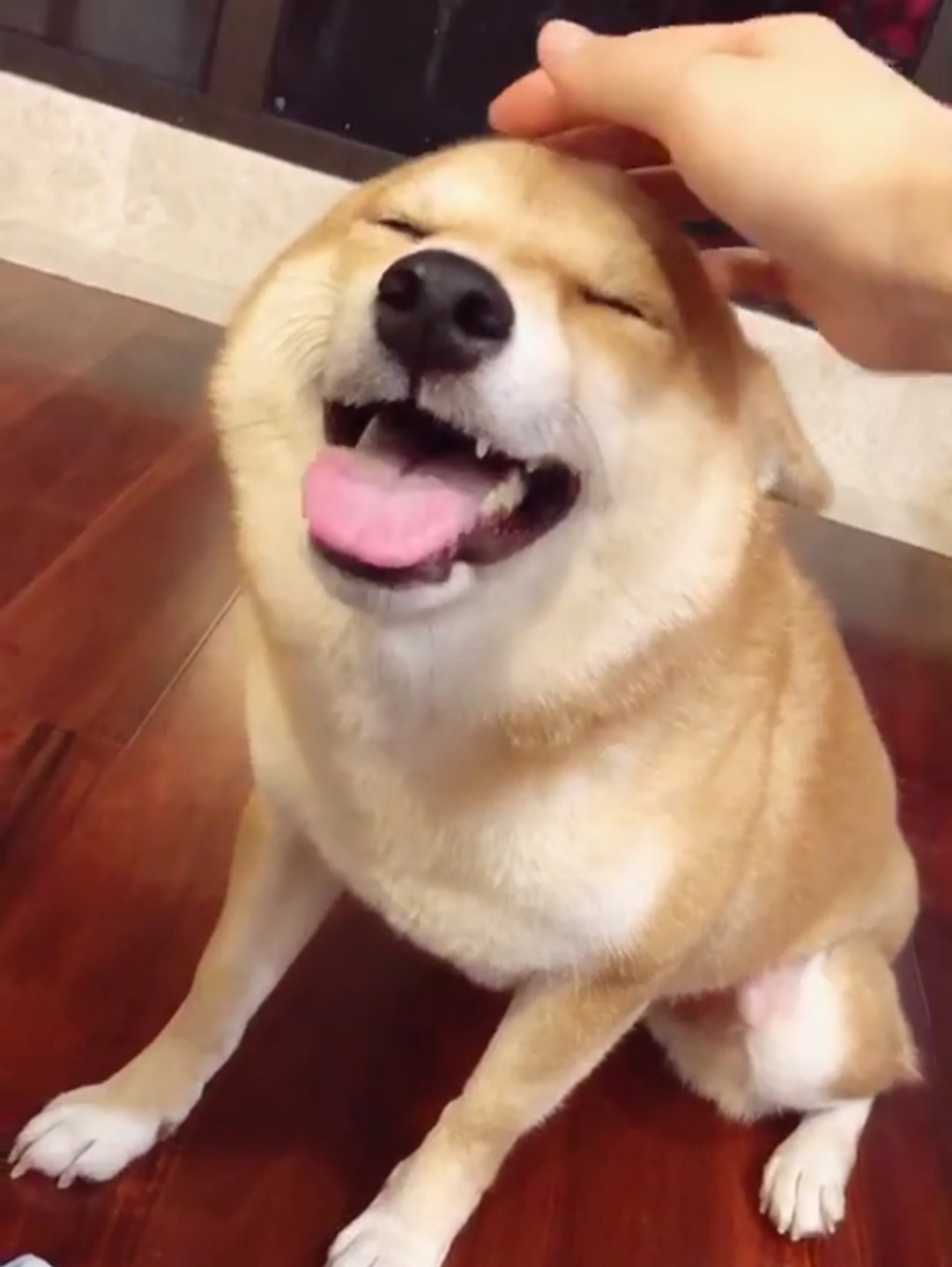 柴犬永远都是笑哈哈的样子萌死啦,柴犬的笑容治愈了多少人