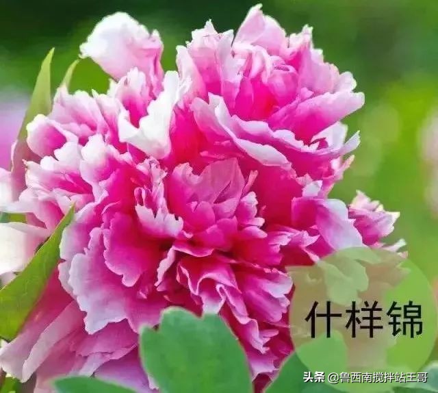 牡丹十大品种九大花系,牡丹进口品种图片及名称