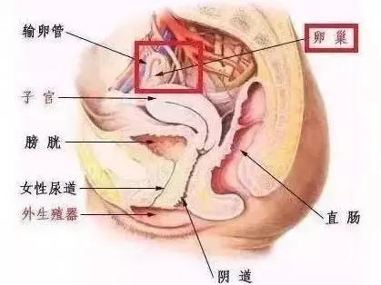 充值好几万做卵巢保养？别傻了！这里有不花钱的方法