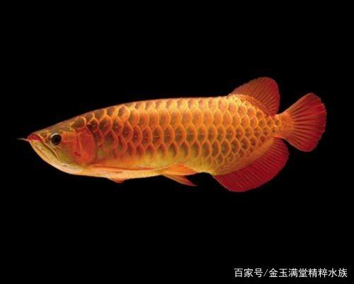 精品水族分享各种龙鱼,小毳