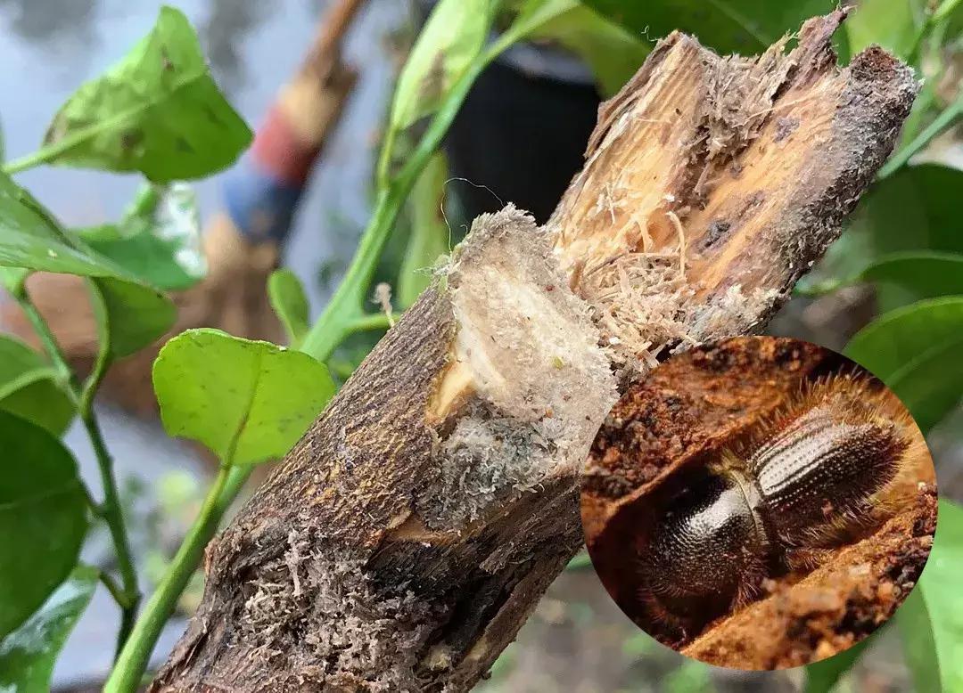 柑橘树的土壤里的虫用什么药,柑橘生长过程中主要有哪些病虫害