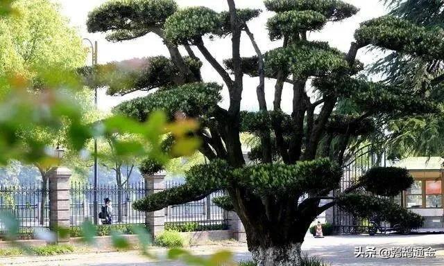 房前屋后适合栽什么树镇宅,镇宅树栽什么树好